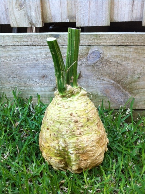 The biggest celeriac ever