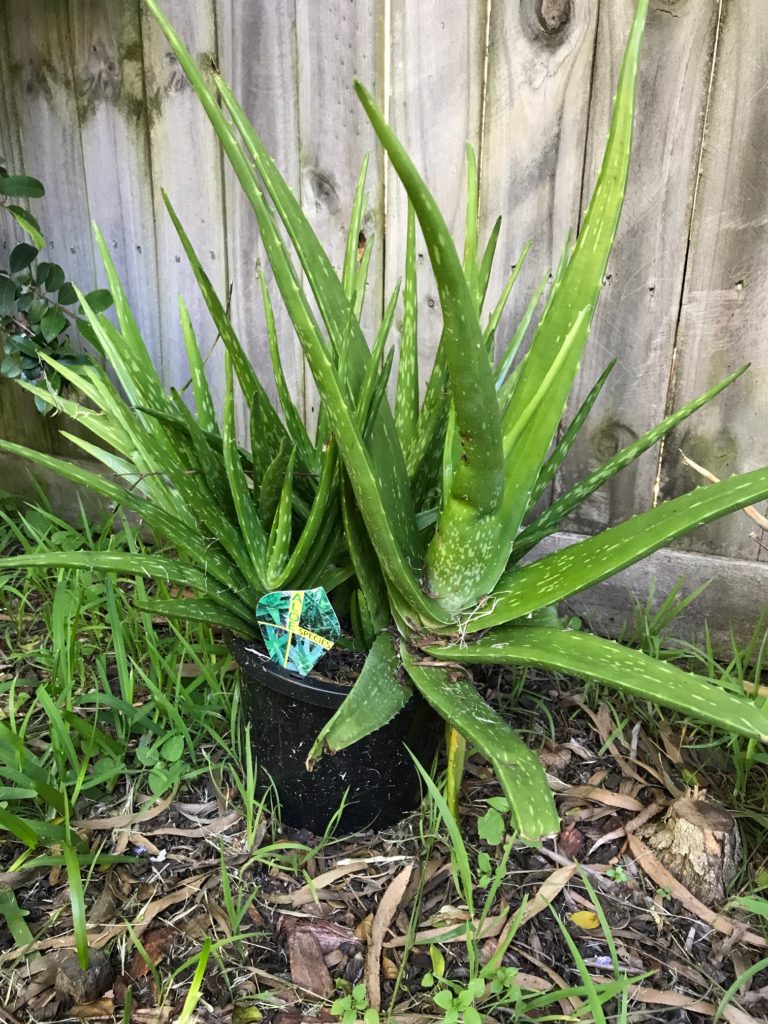 full plant