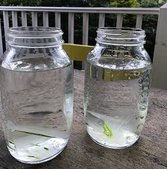 Make your own aloe drink