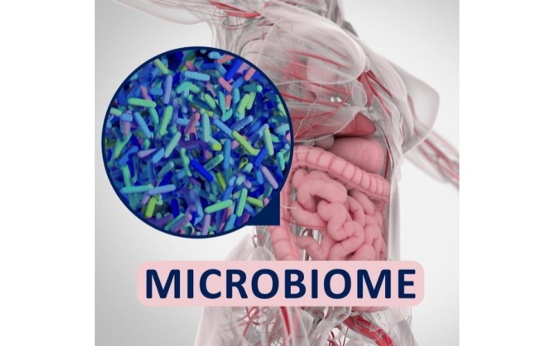 gilberts syndrome can affect microbiome advice from true foods nutrition sydney 